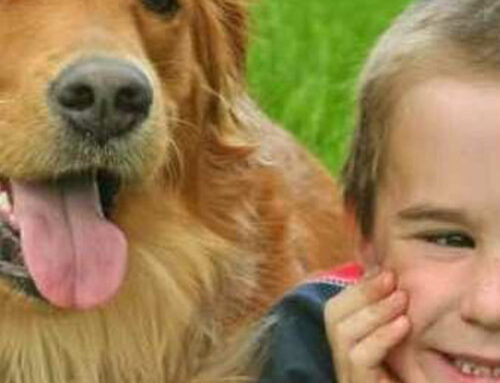 Dogs and Children’s Stress